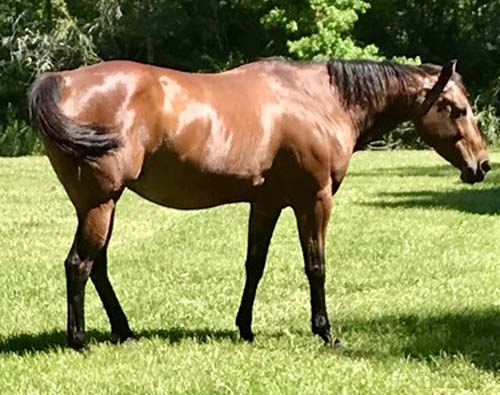 AZOOM BABY-broodmare-blazinfire1