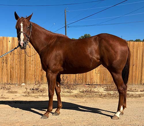 EYE AM BIGTIME-broodmare-blazinfire1