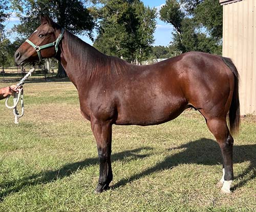 JESS A MARTINI-broodmare-blazinfire1