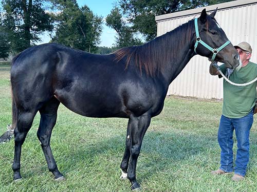 MARTINIS DIVA-broodmare-blazinfire1