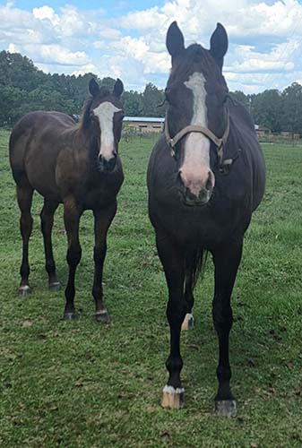 MYFAVORITEJINGALING-broodmare-blazinfire1