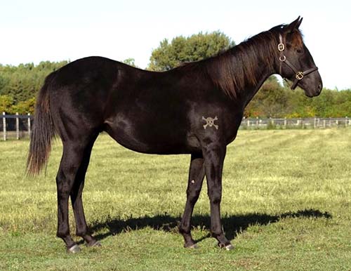 ENZZO FERRARI-barrels-blazinfire1