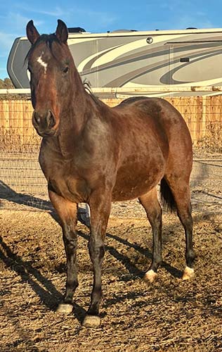 HARRYS BIGTIME PICK-racing age-blazinfirea1