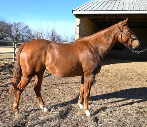 HIGH ON OILFIRE-broodmare-blazinfire1